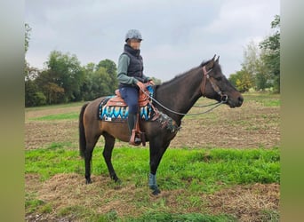 Autres races, Hongre, 3 Ans, 151 cm, Bai brun