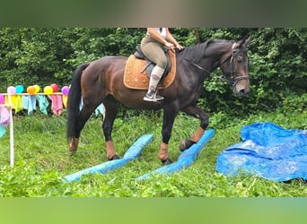 Autres races, Hongre, 3 Ans, 151 cm, Bai brun