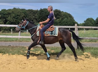 Autres races, Hongre, 3 Ans, 151 cm, Bai brun