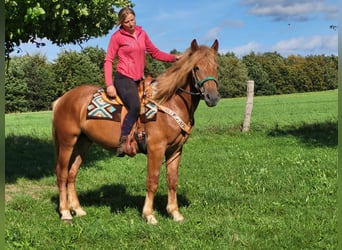 Autres races, Hongre, 3 Ans, 153 cm, Alezan