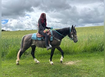 Autres races, Hongre, 3 Ans, 153 cm, Gris noir