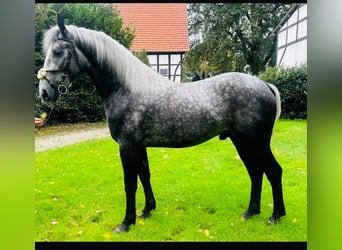 Autres races Croisé, Hongre, 3 Ans, 155 cm, Gris