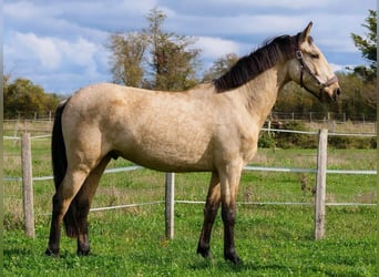 Autres races, Hongre, 3 Ans, 155 cm, Isabelle