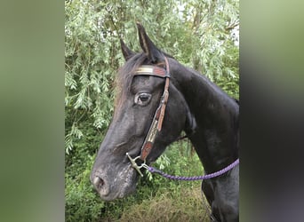 Autres races, Hongre, 3 Ans, 156 cm, Noir