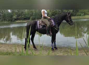 Autres races, Hongre, 3 Ans, 156 cm, Noir