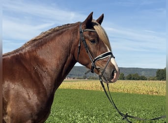 Autres races, Hongre, 3 Ans, 157 cm, Alezan brûlé