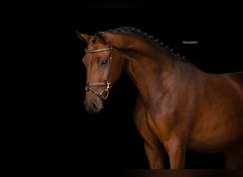 Autres races, Hongre, 3 Ans, 157 cm