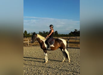 Autres races, Hongre, 3 Ans, 160 cm, Pinto