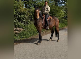 Autres races, Hongre, 3 Ans, 161 cm, Bai brun