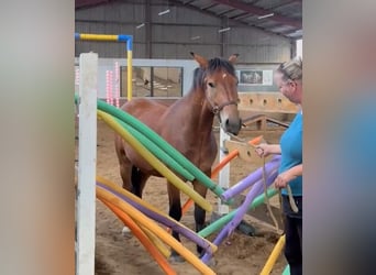 Autres races, Hongre, 3 Ans, 161 cm, Bai brun