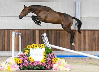 Autres races, Hongre, 3 Ans, 164 cm