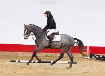 Autres races, Hongre, 3 Ans, 165 cm, Gris