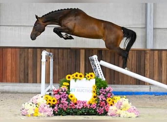 Autres races, Hongre, 3 Ans, 167 cm