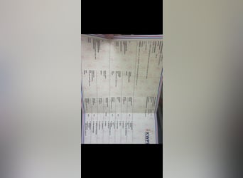 Autres races, Hongre, 3 Ans, 175 cm, Bai