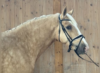 Autres races Croisé, Hongre, 3 Ans, Palomino