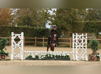 Autres races, Hongre, 4 Ans, 125 cm