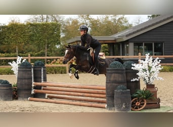 Autres races, Hongre, 4 Ans, 125 cm