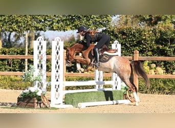 Autres races, Hongre, 4 Ans, 127 cm