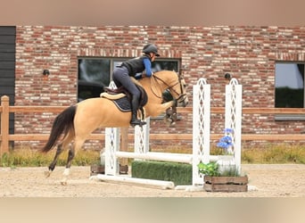 Autres races, Hongre, 4 Ans, 137 cm, Buckskin
