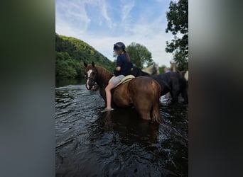 Autres races, Hongre, 4 Ans, 145 cm, Alezan