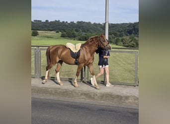 Autres races, Hongre, 4 Ans, 145 cm, Alezan