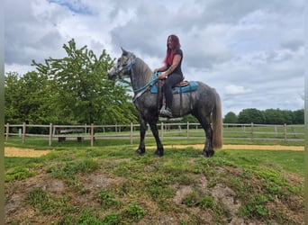 Autres races, Hongre, 4 Ans, 145 cm, Gris pommelé