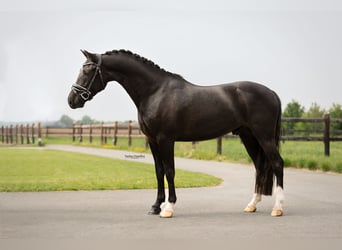 Autres races, Hongre, 4 Ans, 146 cm, Noir
