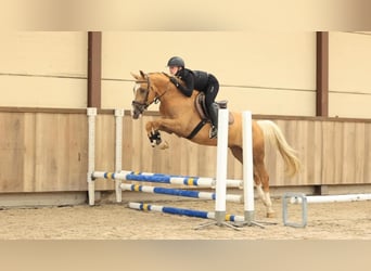 Autres races, Hongre, 4 Ans, 148 cm, Palomino