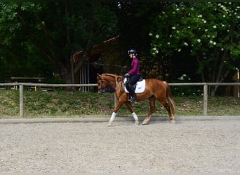 Autres races, Hongre, 4 Ans, 150 cm, Alezan brûlé