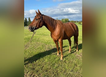 Autres races, Hongre, 4 Ans, 150 cm, Alezan