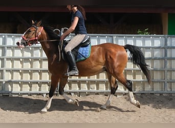 Autres races, Hongre, 4 Ans, 150 cm, Bai clair