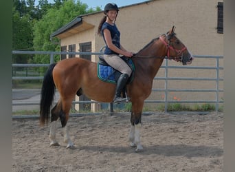 Autres races, Hongre, 4 Ans, 150 cm, Bai clair
