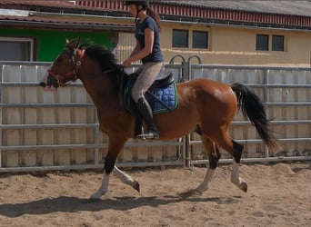 Autres races, Hongre, 4 Ans, 150 cm, Bai clair