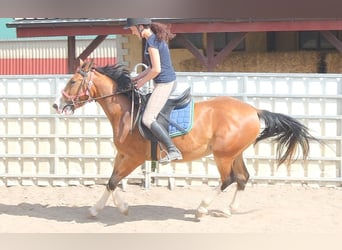 Autres races, Hongre, 4 Ans, 150 cm, Bai clair