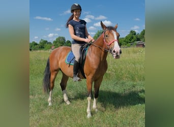 Autres races, Hongre, 4 Ans, 150 cm, Bai clair