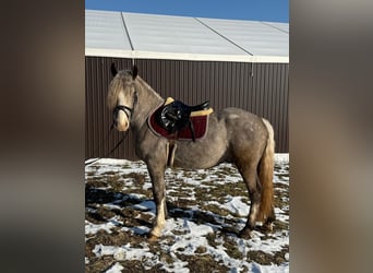 Autres races, Hongre, 4 Ans, 150 cm, Buckskin