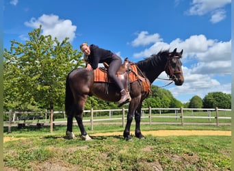 Autres races, Hongre, 4 Ans, 152 cm, Bai