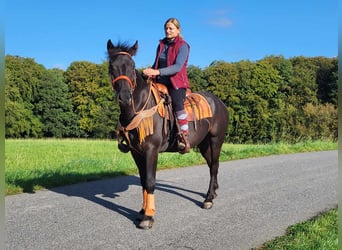 Autres races, Hongre, 4 Ans, 153 cm, Noir