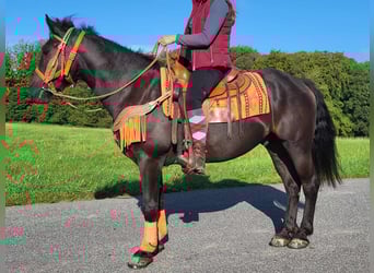 Autres races, Hongre, 4 Ans, 153 cm, Noir