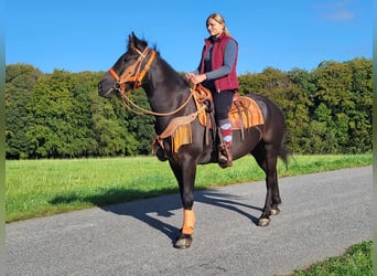 Autres races, Hongre, 4 Ans, 153 cm, Noir