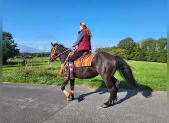Autres races, Hongre, 4 Ans, 153 cm, Noir