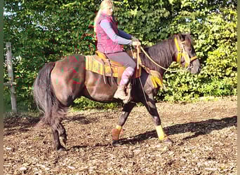 Autres races, Hongre, 4 Ans, 153 cm, Noir