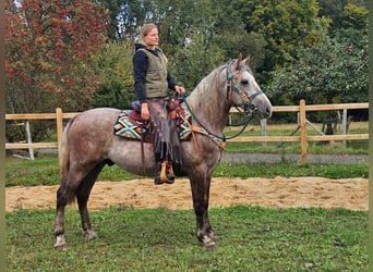 Autres races, Hongre, 4 Ans, 154 cm, Gris pommelé