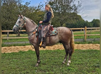 Autres races, Hongre, 4 Ans, 154 cm, Gris pommelé