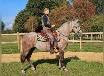 Autres races, Hongre, 4 Ans, 154 cm, Gris pommelé