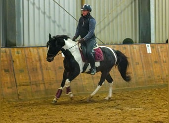 Autres races, Hongre, 4 Ans, 154 cm, Pinto