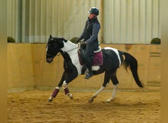 Autres races, Hongre, 4 Ans, 154 cm, Pinto