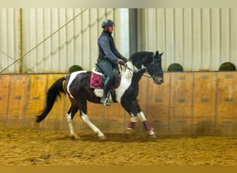 Autres races, Hongre, 4 Ans, 154 cm, Pinto