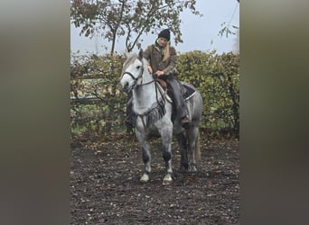 Autres races, Hongre, 4 Ans, 155 cm, Gris pommelé