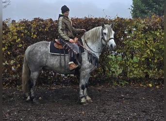 Autres races, Hongre, 4 Ans, 155 cm, Gris pommelé